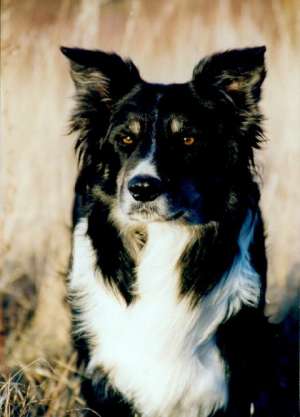 Dusty Kopf Schanz.jpg